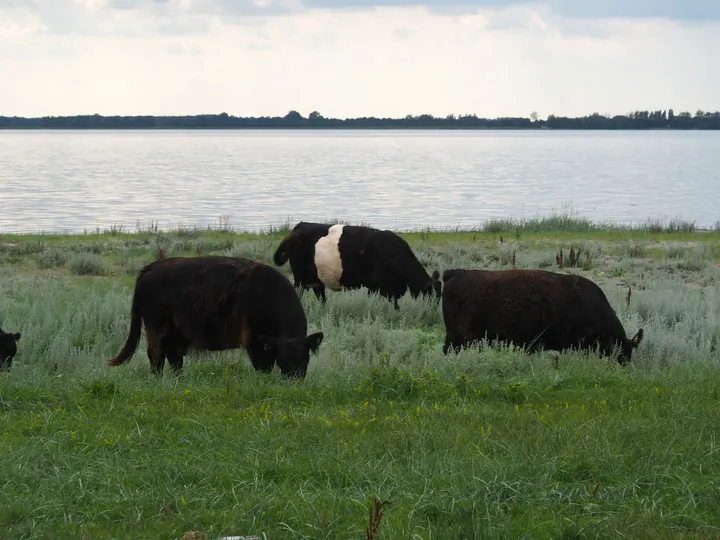 Halshuisene + Enebaerodde Beach (Denemarken)